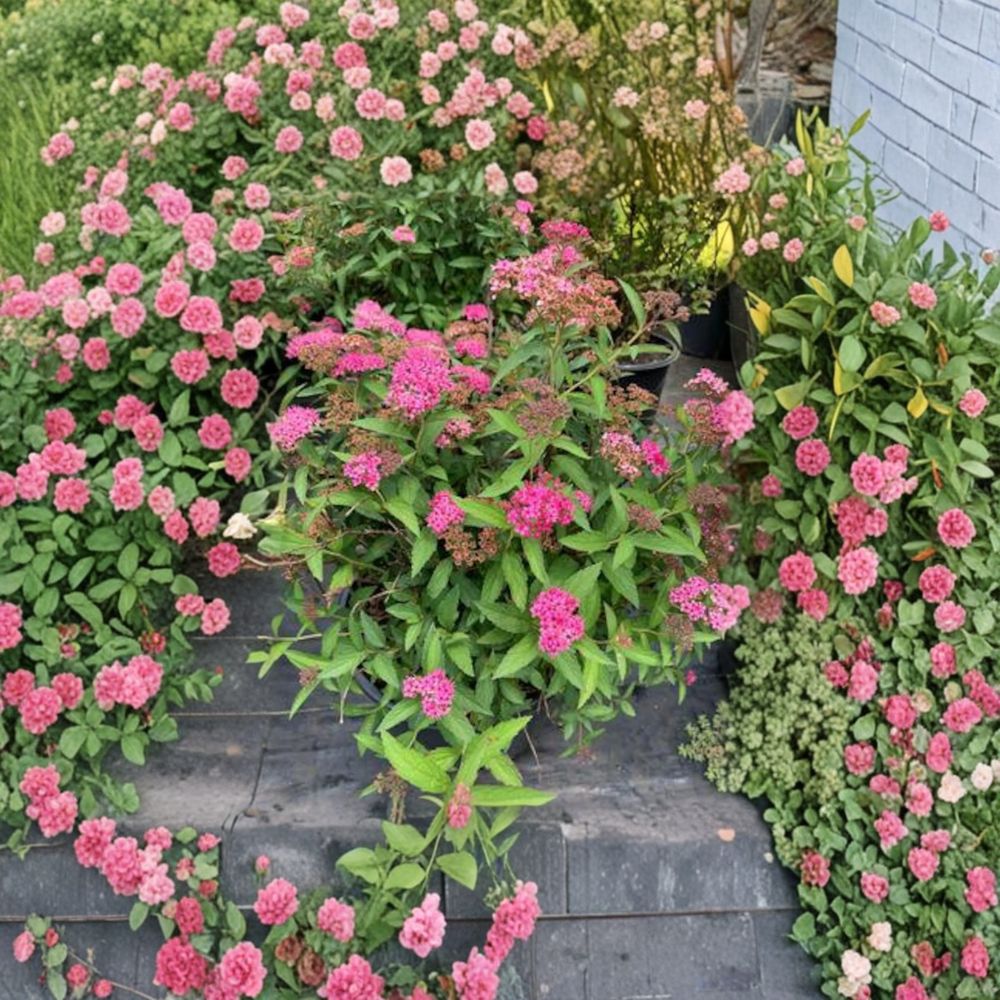 Neon Flash Spirea Live Flowering Shrub | 4 Inch Pot | Spiraea japonica Bright Pink Red Blooms