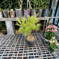 Pinus strobus 'Caboose' – 12 Inch Eastern White Pine Live Plant in 1 Gallon Pot