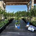 Sun Prince Peach Tree – 4–6 Ft Tall Live Fruit Tree with Sweet Juicy Freestone Peaches