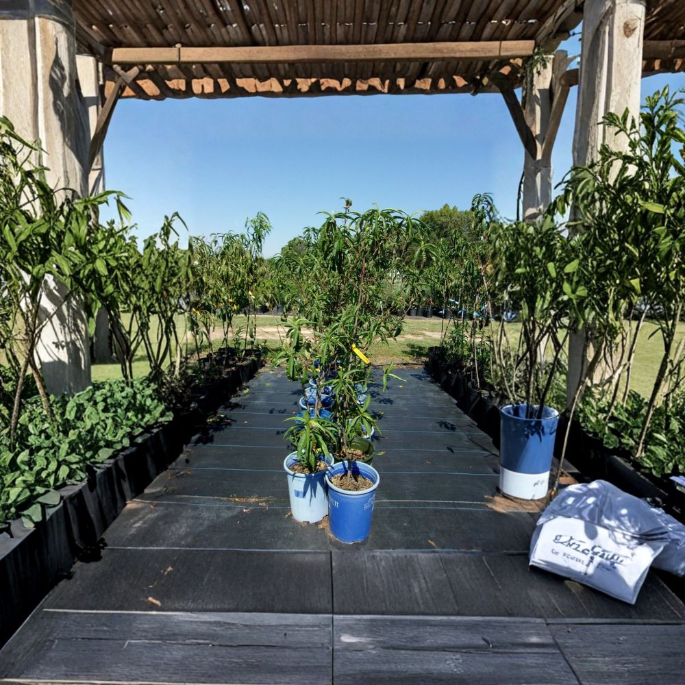 Sun Prince Peach Tree – 4–6 Ft Tall Live Fruit Tree with Sweet Juicy Freestone Peaches
