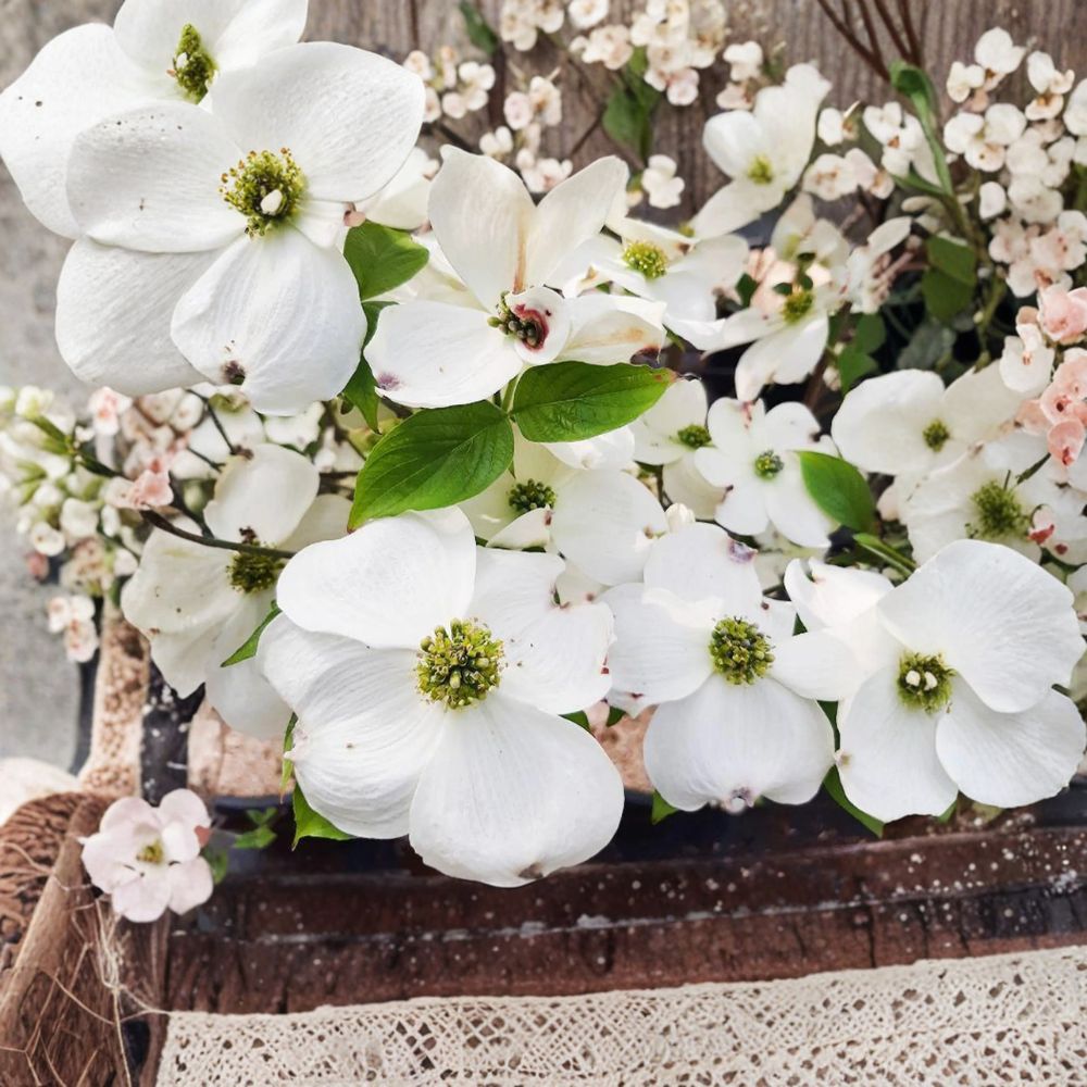 Cornus florida 'Cherokee Princess' – White Flowering Dogwood Tree in 1 Gallon Pot