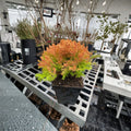 Rheingold Arborvitae – Dwarf Golden Evergreen Shrub in Quart Pot | Thuja occidentalis