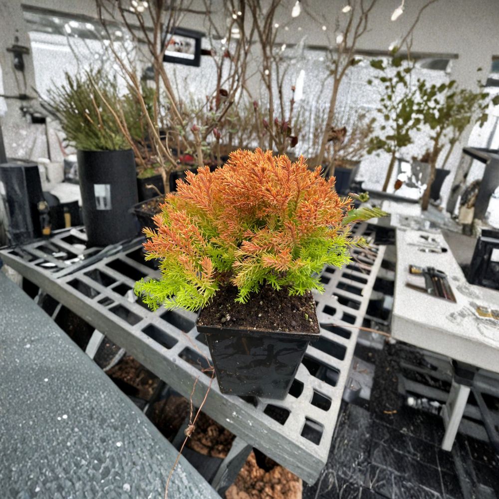 Rheingold Arborvitae – Dwarf Golden Evergreen Shrub in Quart Pot | Thuja occidentalis