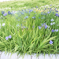 Blue Flag Iris Seeds (Iris setosa) | 100 Alaska Grown Wild Purple Perennial Flower Seeds