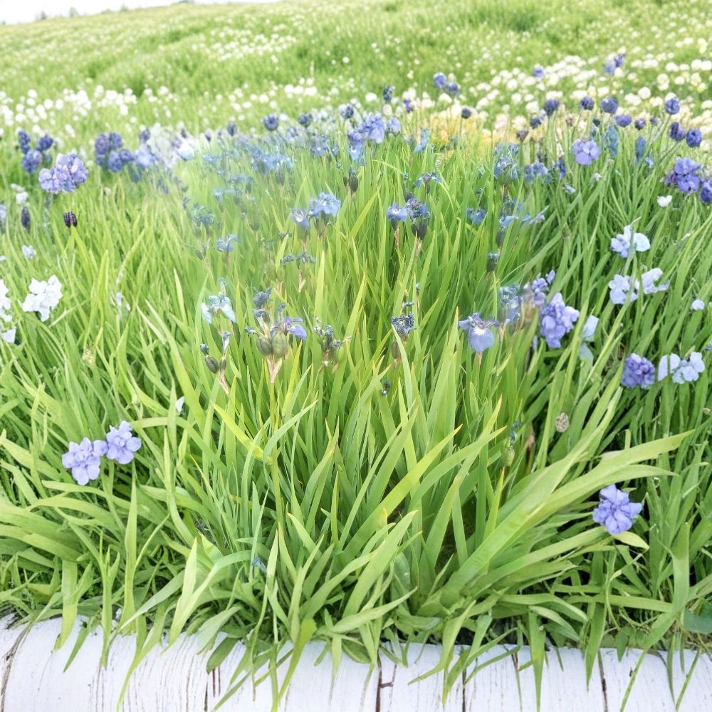 Blue Flag Iris Seeds (Iris setosa) | 100 Alaska Grown Wild Purple Perennial Flower Seeds