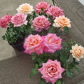 Broadway Rose Hybrid Tea Rose Live Plant | 2 Gallon | Golden Yellow & Pink Blooms