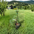 Pinus sylvestris 'Hillside Creeper' – Scots Pine Evergreen Groundcover in 1 Gallon Pot