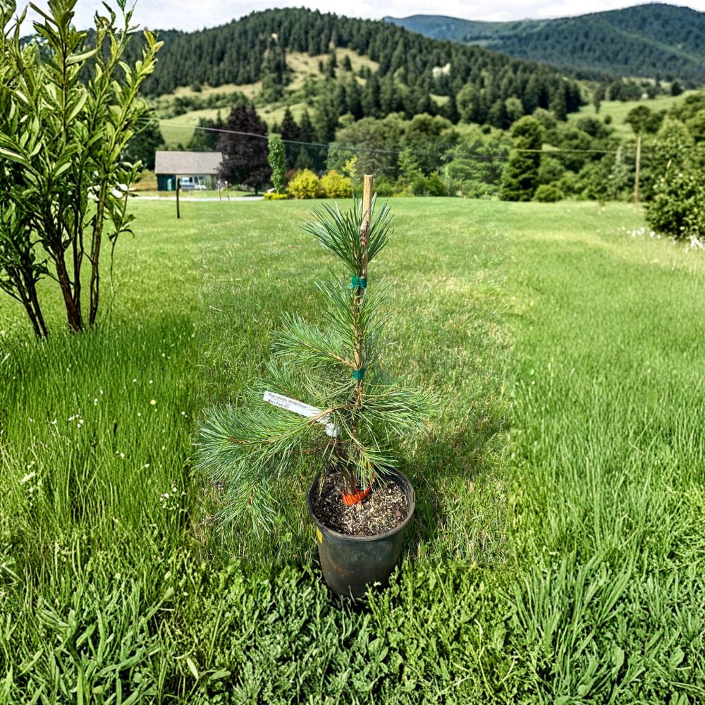 Pinus sylvestris 'Hillside Creeper' – Scots Pine Evergreen Groundcover in 1 Gallon Pot