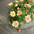 Southern Peach Mini Rose Live Plant - 2 Gallon Peach Apricot Yellow Rose Bush