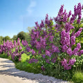 Pocahontas Lilac - Early Blooming Fragrant Purple Flowering Shrub in 1 Gallon Pot