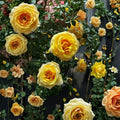 St. Tropez Floribunda Rose – 3 Gallon Live Rose Bush | Repeat Blooming Garden Shrub