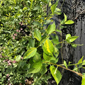 Innocence Variegated Mock Orange - Fragrant White Flowering Shrub in 1 Gallon Pot