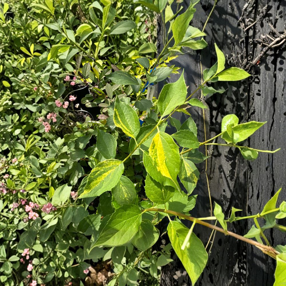 Innocence Variegated Mock Orange - Fragrant White Flowering Shrub in 1 Gallon Pot