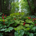 Devil's Club Live Root Section - Oplopanax horridus | 6 Inch Dormant Root | Alaska Wild Harvested Native Plant