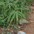 Sweet Fern Live Native Shrub | Comptonia peregrina | 1 Gallon Pot Plant