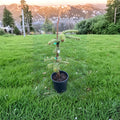 Abies nordmanniana 'Silver Del' – 12 Inch Nordmann Fir Live Plant in 1 Gallon Pot