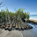 Comice Pear Tree 8-9 Ft Tall | Live Fruit Tree with Sweet Juicy Pears | Requires Pollinator