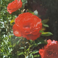 Impatient Floribunda Rose – Live Orange Red 3 Gallon Rose Bush | Repeat Blooming Shrub