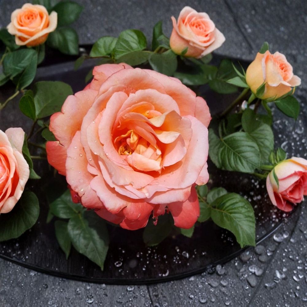 Voodoo Hybrid Tea Rose Live Plant - 1 Gallon Orange & Yellow Fragrant Rose Bush