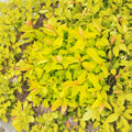 Lemon Princess Spirea - Live Flowering Shrub in 4 Inch Pot | Spiraea japonica with Golden Foliage