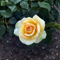 Gold Medal Grandiflora Rose – Live Yellow Orange Rose Bush | 3 Gallon Plant