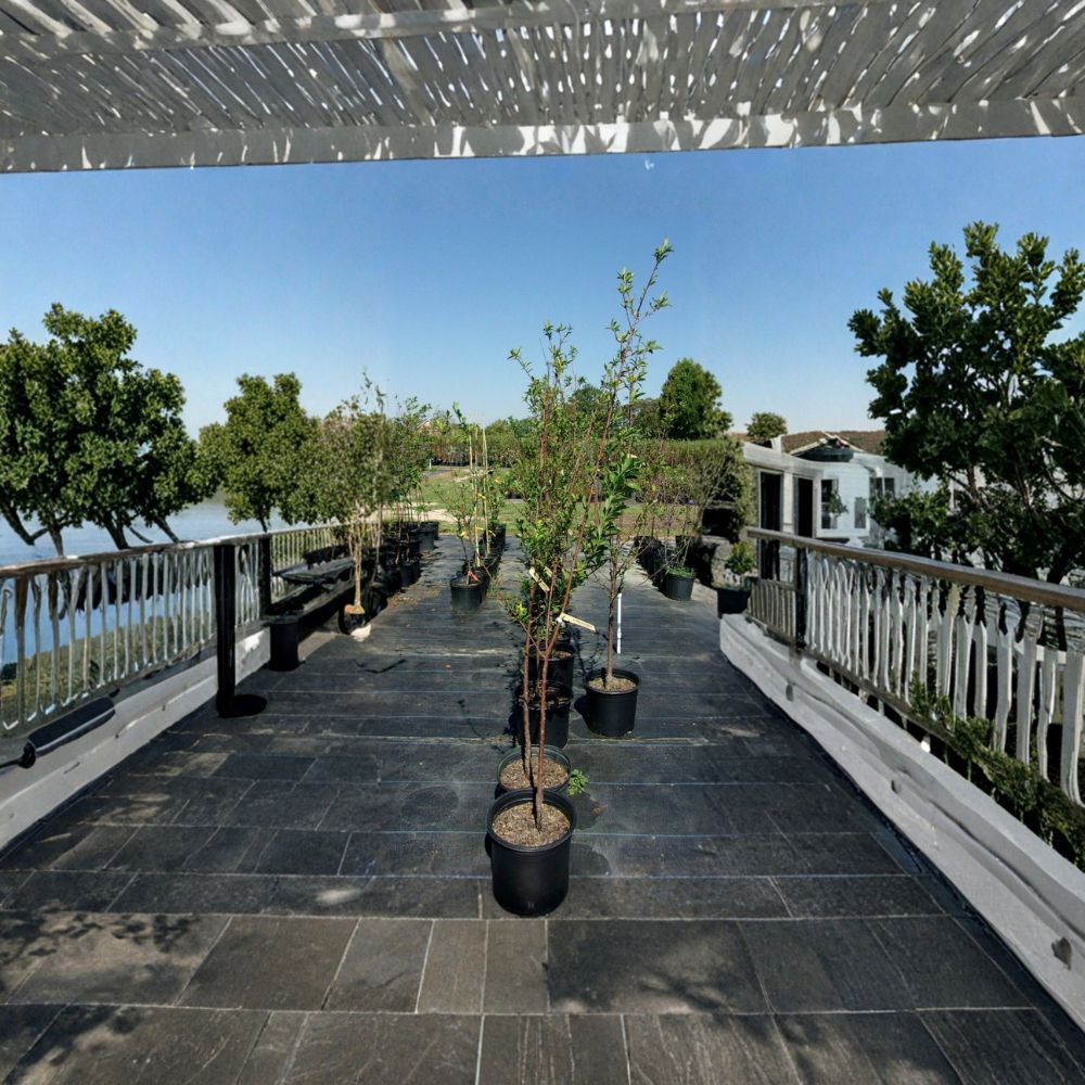 AU Rosa Plum Tree 4-6 Ft Live Fruit Tree | Sweet Tart Red Plums | Requires Pollinator