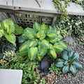 Hosta ‘Cathedral Windows’ – Bare Root Large Gold & Green Shade Perennial with Fragrant Flowers