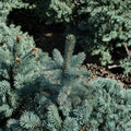 Picea pungens 'Baby Blue Eyes' – 12 Inch Colorado Spruce in 1 Gallon Pot