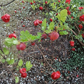 Gooseberry Ribes uva-crispa Live Cuttings | Set of 5 Dormant Cuttings | Alaska Grown Berry Shrub
