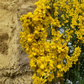Show Off® Forsythia Live Flowering Shrub | 4 Inch Pot | Bright Yellow Spring Blooms