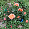 New Year Grandiflora Rose Live Plant - 1 Gallon Orange Rose Bush