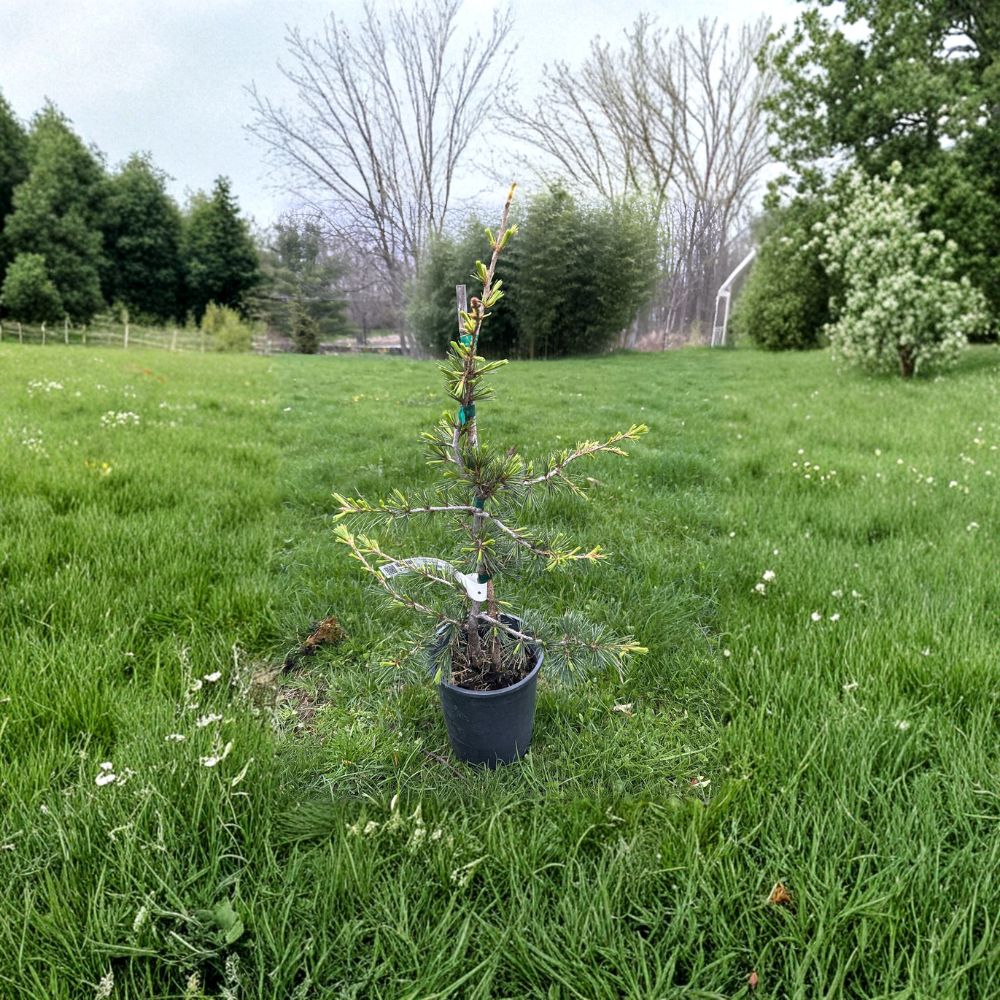 Beacon Hill Cedar of Lebanon - 18 Inch Tall Live Columnar Evergreen Conifer in 1 Gallon Pot