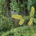 Uwe’s Golden Douglas Fir - 12 Inch Tall Live Golden Evergreen Conifer in 1 Gallon Pot