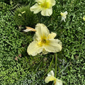 Hemerocallis 'Sunday Gloves' Daylily – 3 Bare Root Plants | Hardy Perennial Flower