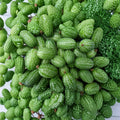 Mexican Sour Gherkin Seeds – Melothria scabra | 50 Organically Grown Mouse Melon Cucamelon Seeds