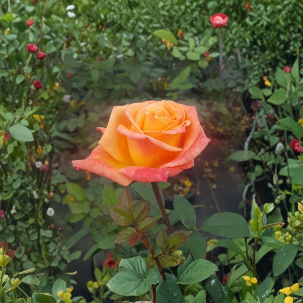 Arizona Grandiflora Rose Live Plant – 2 Gallon Orange & Yellow Rose Bush