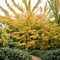 Hamamelis virginiana 'Ice Queen' Witch Hazel Live Plant | 12 Inch Tall | 1 Gallon Pot | Fragrant Winter Blooms | Cold Hardy Native Shrub