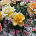 Sunsprite Floribunda Rose – Deep Yellow Fragrant Rose Bush | 1 Gallon Plant