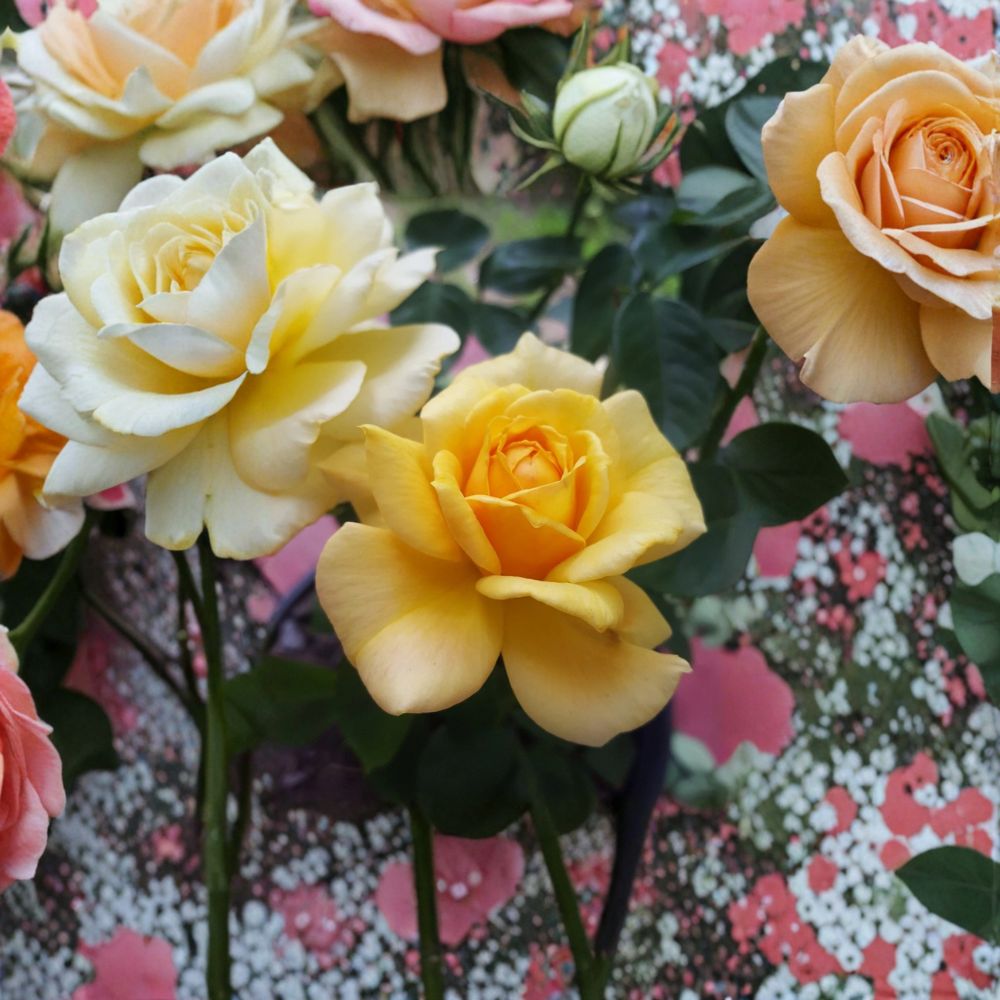 Sunsprite Floribunda Rose – Deep Yellow Fragrant Rose Bush | 1 Gallon Plant