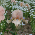 Iris ‘Concertina’ Reblooming Bearded Iris | 3 Pack #1 Grade Rhizomes | Blush Pink & Peach Perennial Flowers