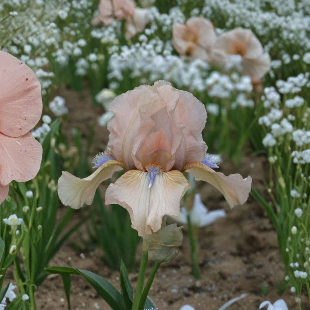 Iris ‘Concertina’ Reblooming Bearded Iris | 3 Pack #1 Grade Rhizomes | Blush Pink & Peach Perennial Flowers