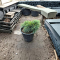 Katere Lebanon Cedar - Live Dwarf Evergreen Conifer in 1 Gallon Pot | Cedrus libani