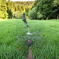 Aizu Goyo Japanese White Pine - 18 Inch Live Evergreen Conifer in 1 Gallon Pot