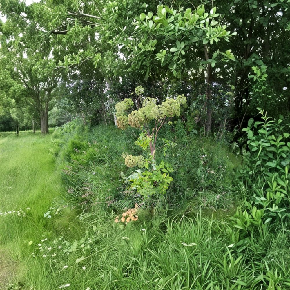 Angelica archangelica Seeds | 50 Norwegian Angelica Wild Celery Herb Seeds