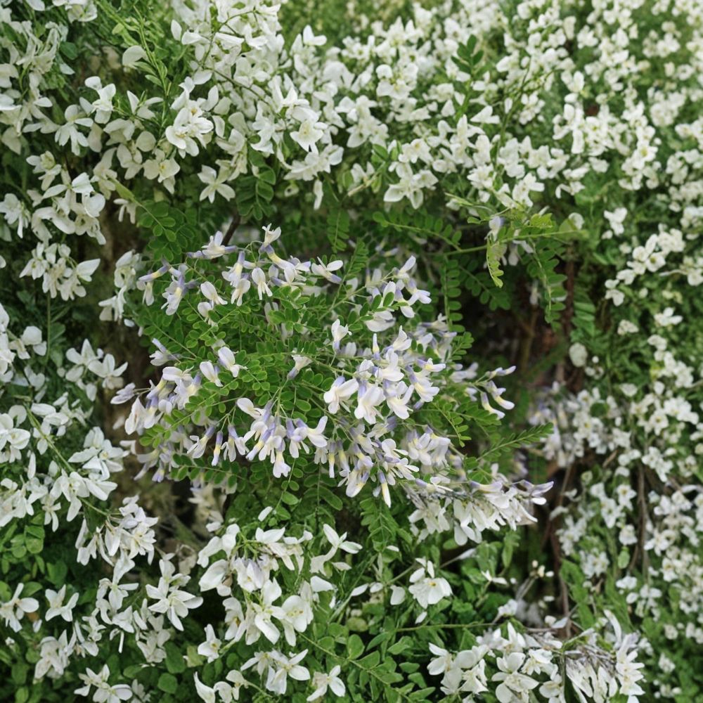 Sophora davidii Shrub Pagoda Tree Live Plant in 2 Gallon Pot | Drought Tolerant Flowering Shrub with Blue Violet Blooms