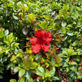 Azalea 'Girard’s Hot Shot' Live Plant in 1 Gallon Pot - Red Orange Evergreen Shrub