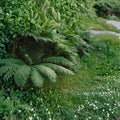 Ostrich Fern Matteuccia struthiopteris Dormant Root Corm | Alaska Wild Harvested Shade Perennial