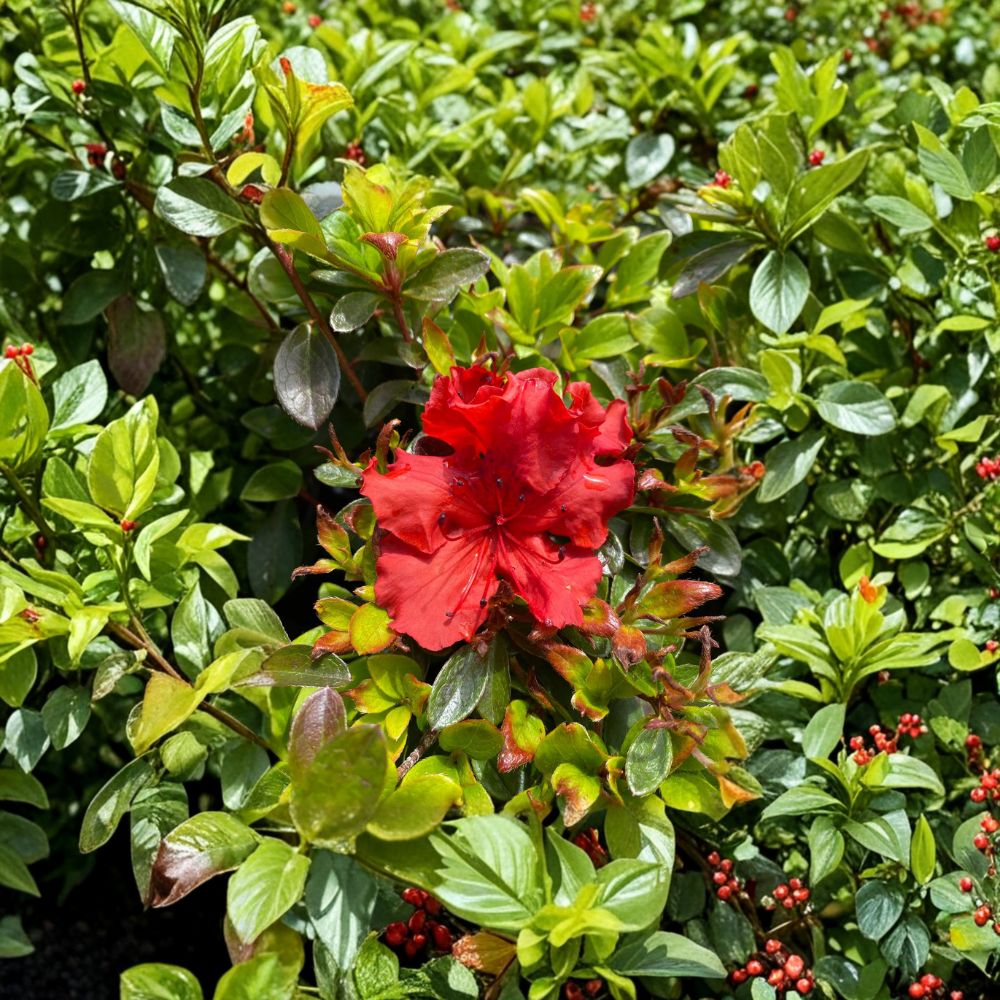 Azalea 'Girard’s Hot Shot' Live Plant in 1 Gallon Pot - Red Orange Evergreen Shrub
