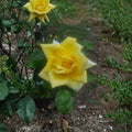 Oregold Grandiflora Rose – Live Yellow Rose Bush 3 Gallon | Repeat Blooming Garden Shrub