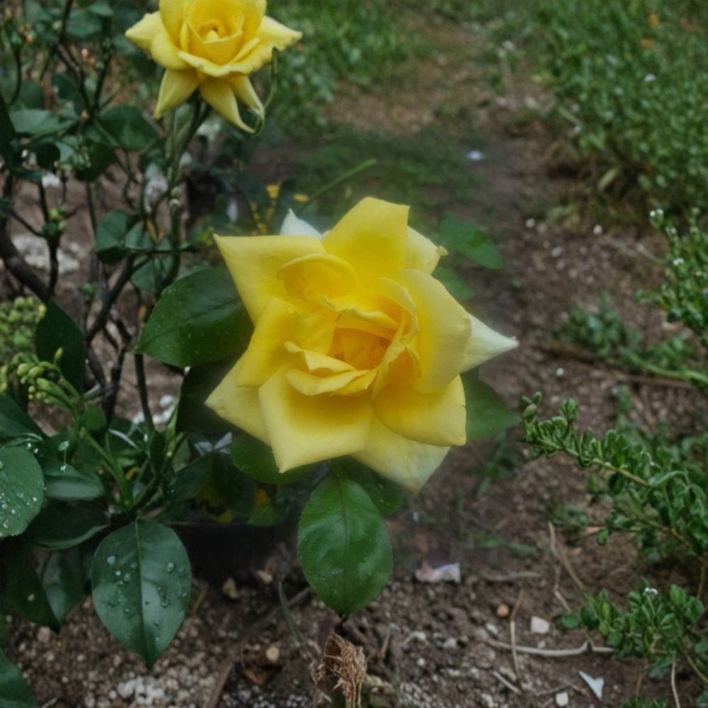 Oregold Grandiflora Rose – Live Yellow Rose Bush 3 Gallon | Repeat Blooming Garden Shrub